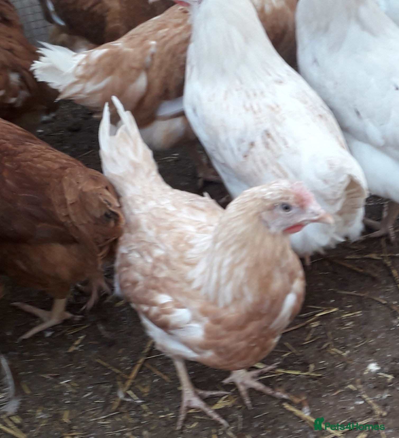 Chickens poultry Blue/olive egg layers pullets  - Advert 14