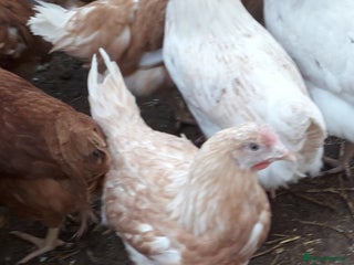 Chickens poultry Blue/olive egg layers pullets - Advert 2