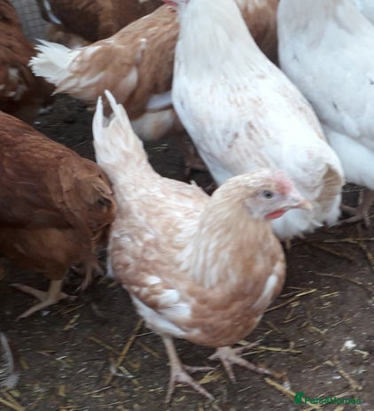 Chickens poultry Blue/olive egg layers pullets - Advert 2