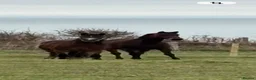 Welsh Section D horses for sale: bella, 15h, 18yr old mare  in Portland - Advert 5