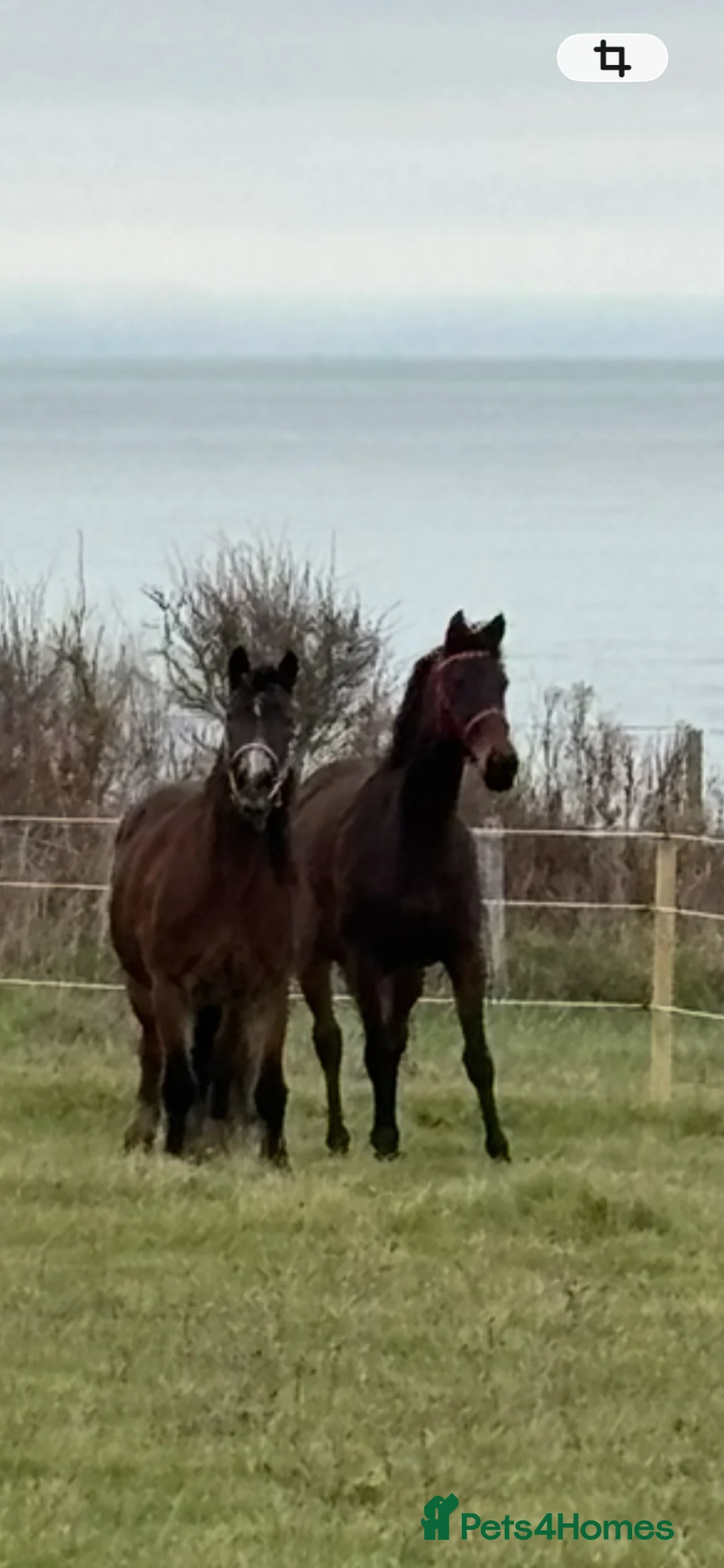 Welsh Section D horses for sale: bella, 15h, 18yr old mare  in Portland - Advert 5