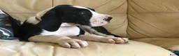 Great Dane dogs for sale: Lovely Damarkann Great Dane Puppies - Advert 13