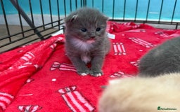 Mixed Breed cats for sale: Kittens looking for forever homes - Image 6