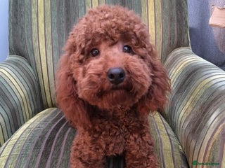 Toy Poodle dogs in Hockley - Advert 3