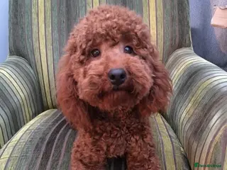 Toy Poodle dogs KC Miniature Poodle stud dog fox red PRA tested in Hockley - Advert 17