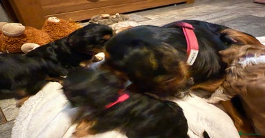 Cavalier King Charles Spaniel dogs Cavalier King Charles Spaniels - Advert 1