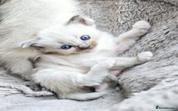 Ragdoll cats for sale: Blue mitted ragdoll kittens  - Image 19