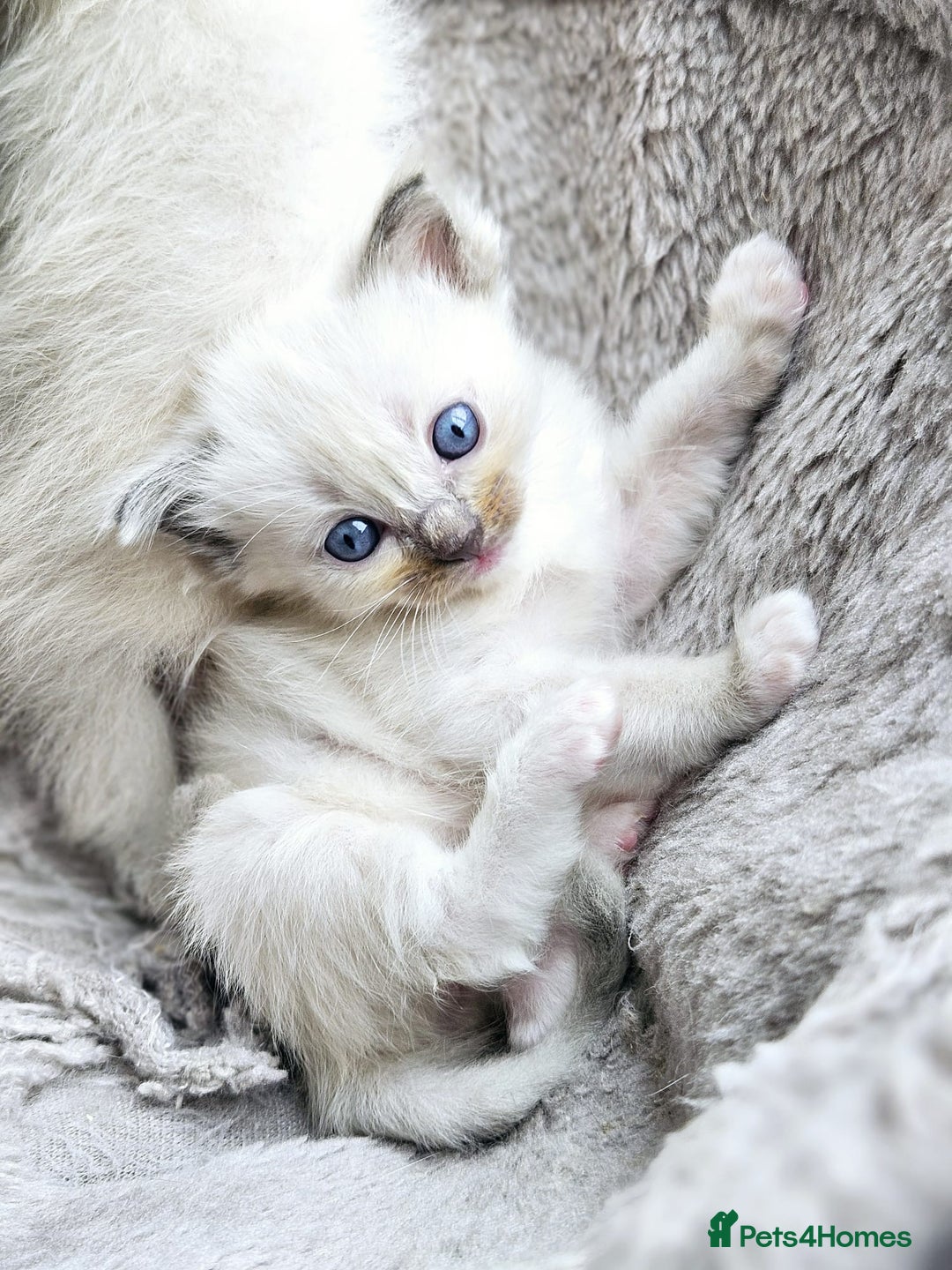 Ragdoll cats for sale: Blue mitted ragdoll kittens  - Image 19