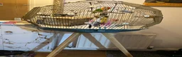 Lovebirds birds for sale: Beautiful Pair of Lovebirds- 2 Years Old - Advert 7