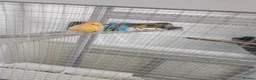 Canaries birds for sale: Canary amd zebra finches  - Advert 3