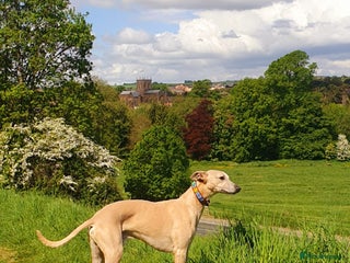 Whippet dogs in Sherborne - Advert 7