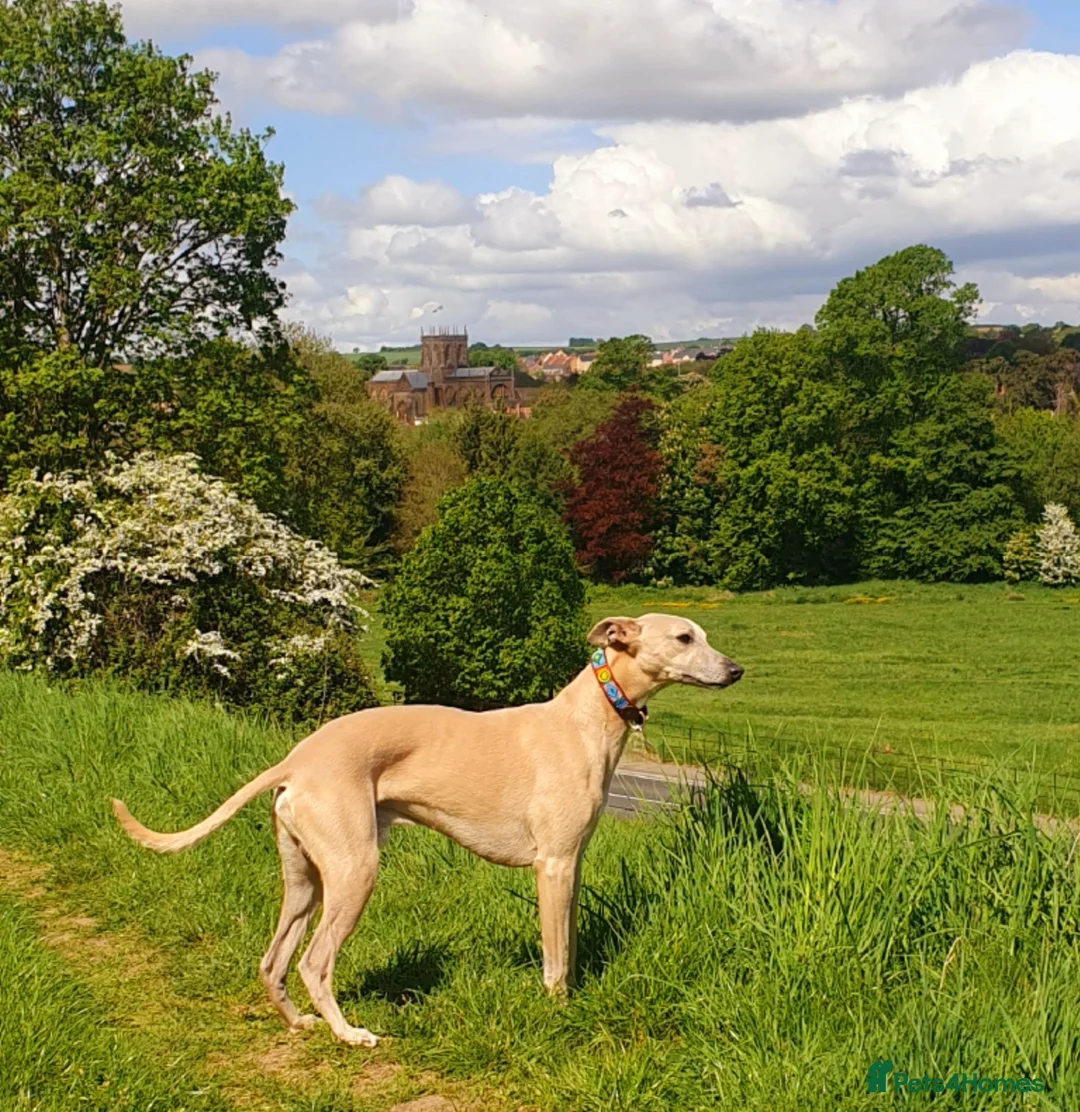 Whippet dogs for stud: Whippet for stud (KC reg; pedigree) Dorset. 20" in Sherborne - Advert 1