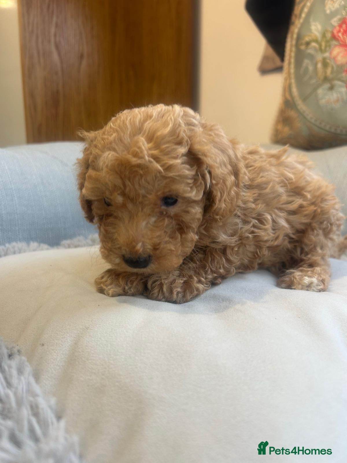 Cockapoo dogs Beautiful babies available  - Advert 1