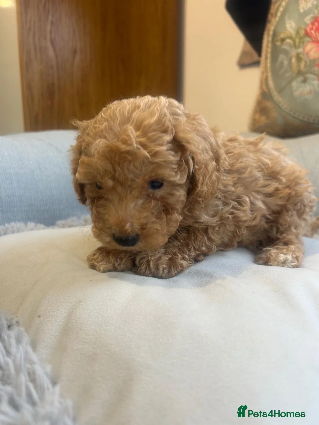 Cockapoo dogs for sale: Beautiful babies available  - Advert 7