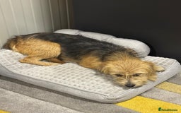 Yorkshire Terrier dogs for adoption: Sweet Daisy looking for LOVE  - Image 21