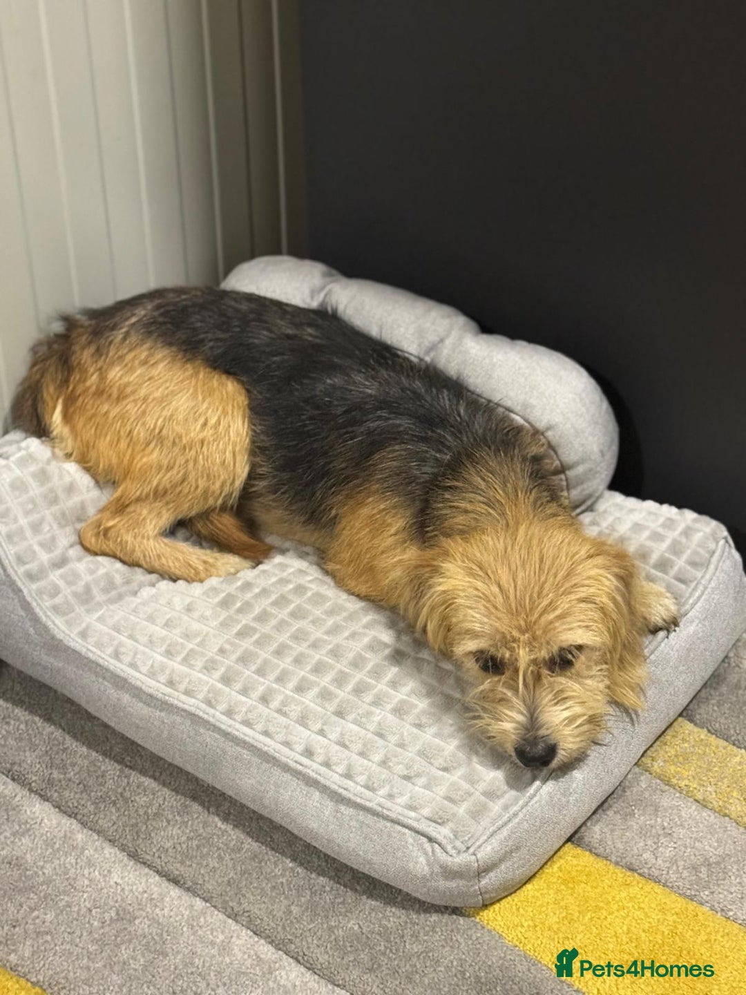 Yorkshire Terrier dogs for adoption: Sweet Daisy looking for LOVE  - Image 21