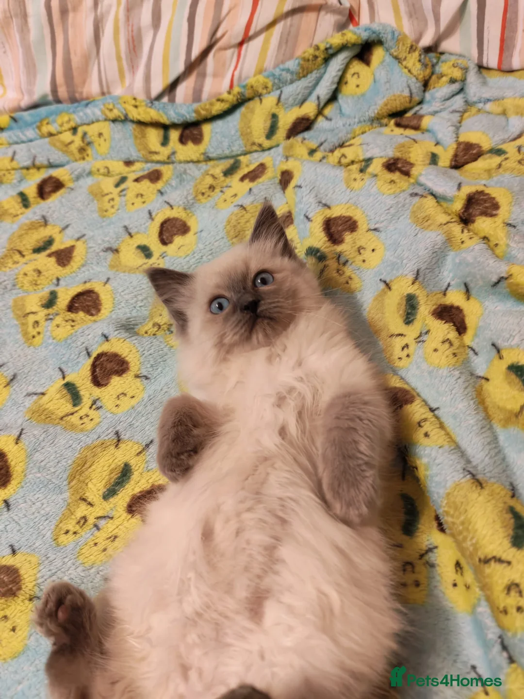 Ragdoll cats for sale: Pure Ragdoll Kittens - Advert 6