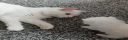 Ragdoll cats for sale: Ragdoll mix turkish angora kitten - Advert 3