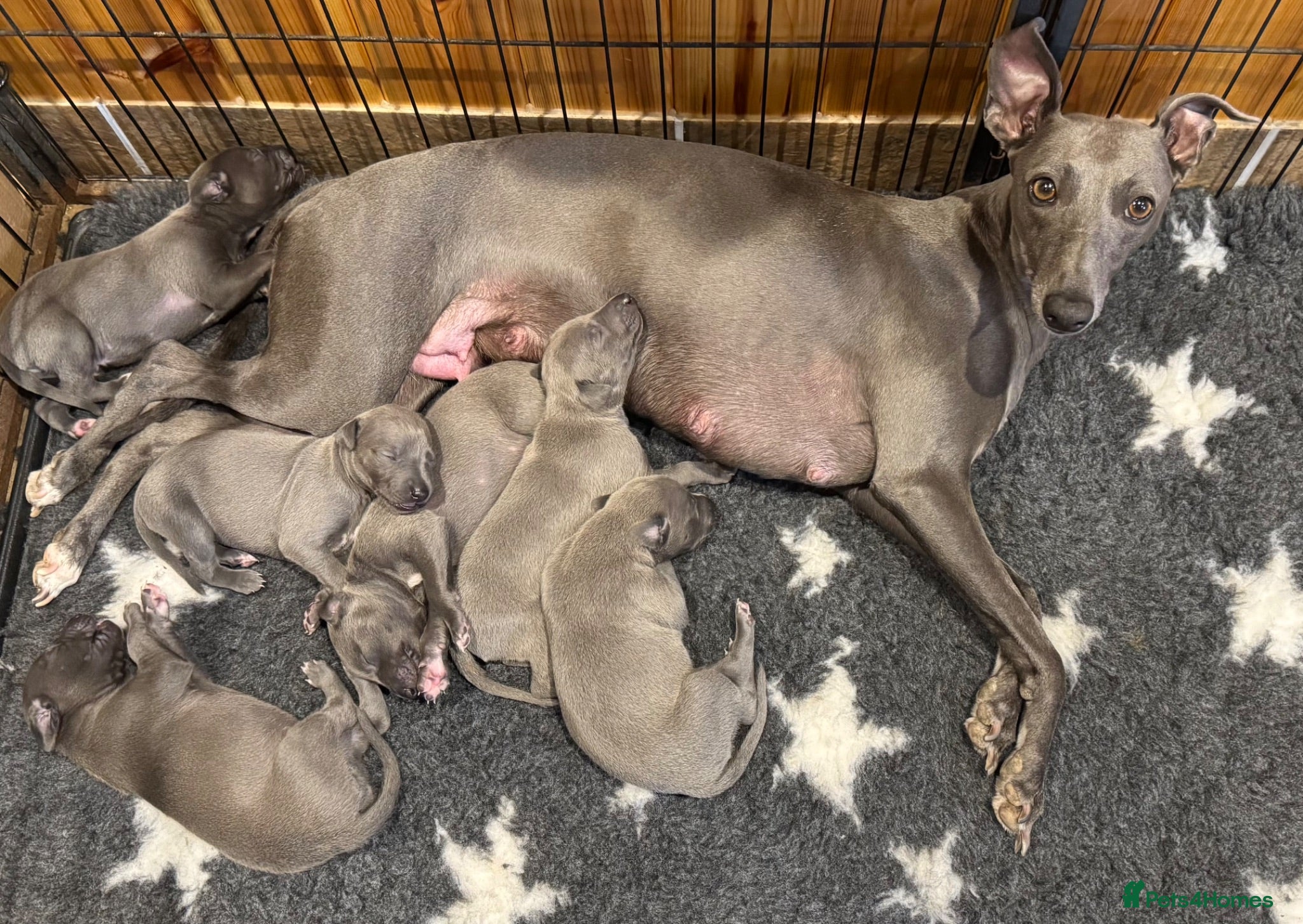 Whippet dogs Whippet puppies for sale  - Advert 2