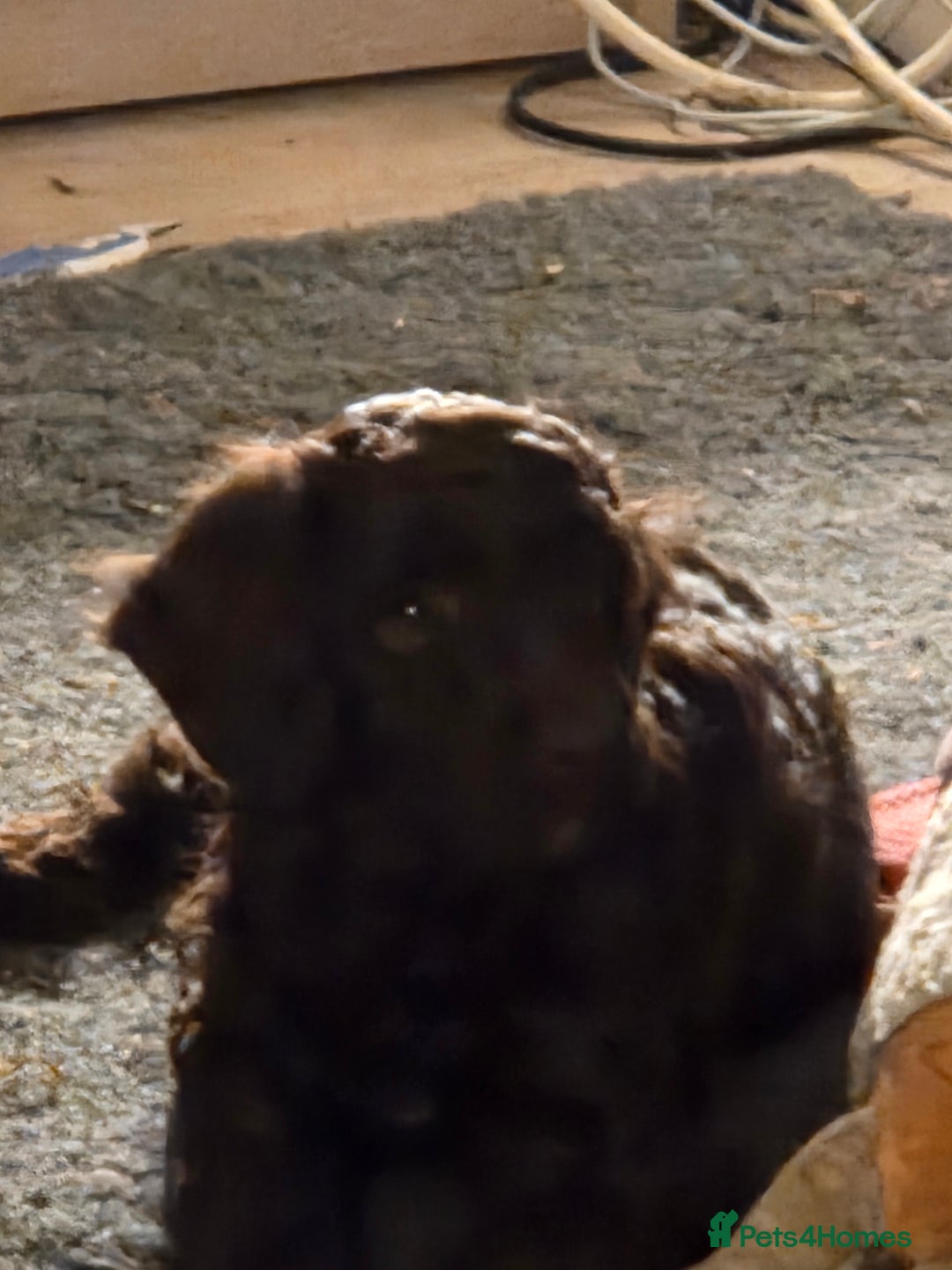 Sproodle dogs for sale: Beautiful litter of F2 Sproodles  - Image 9