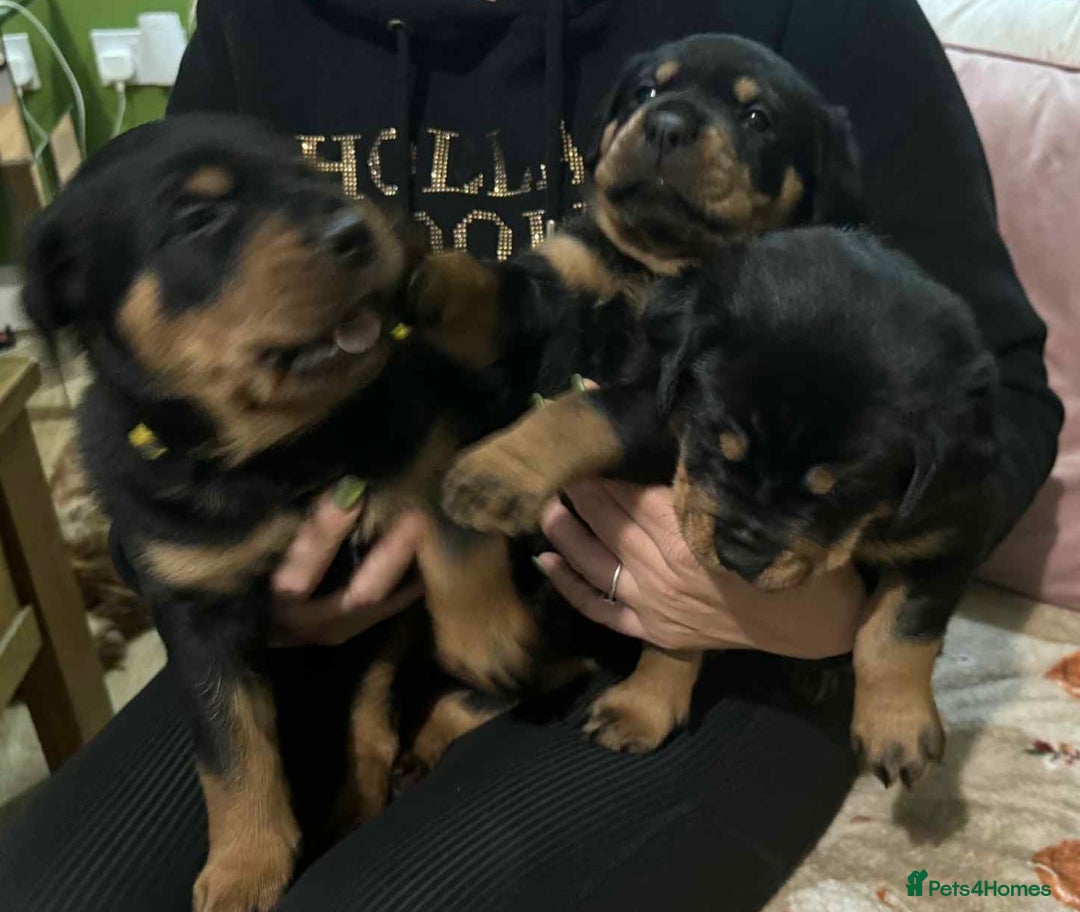 Rottweiler dogs for sale: Beautiful Rottweiler puppies  - Image 3