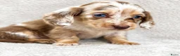 Miniature Dachshund dogs for sale: Beautiful KC Registered Long-Haired Dachshund Pups - Advert 2