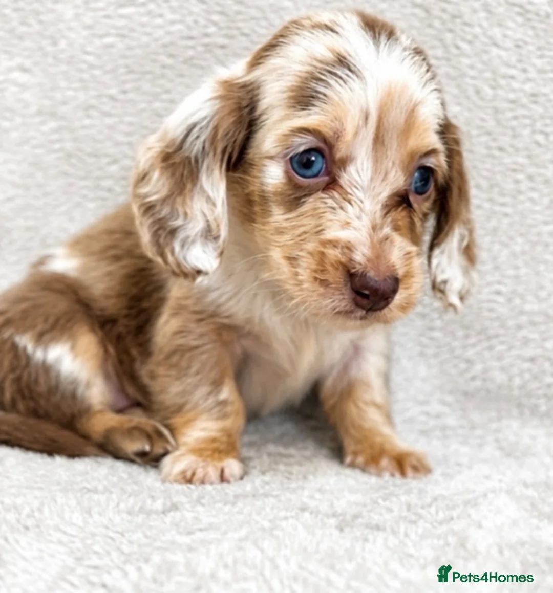 Miniature Dachshund dogs for sale: Beautiful KC Registered Long-Haired Dachshund Pups - Advert 2