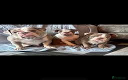 English Bulldog dogs for sale: British bulldogs one male one female  - Image 2