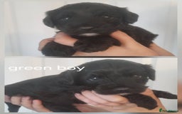Cockapoo dogs for sale: READY NOWToy f1b cockapoo  - Image 4