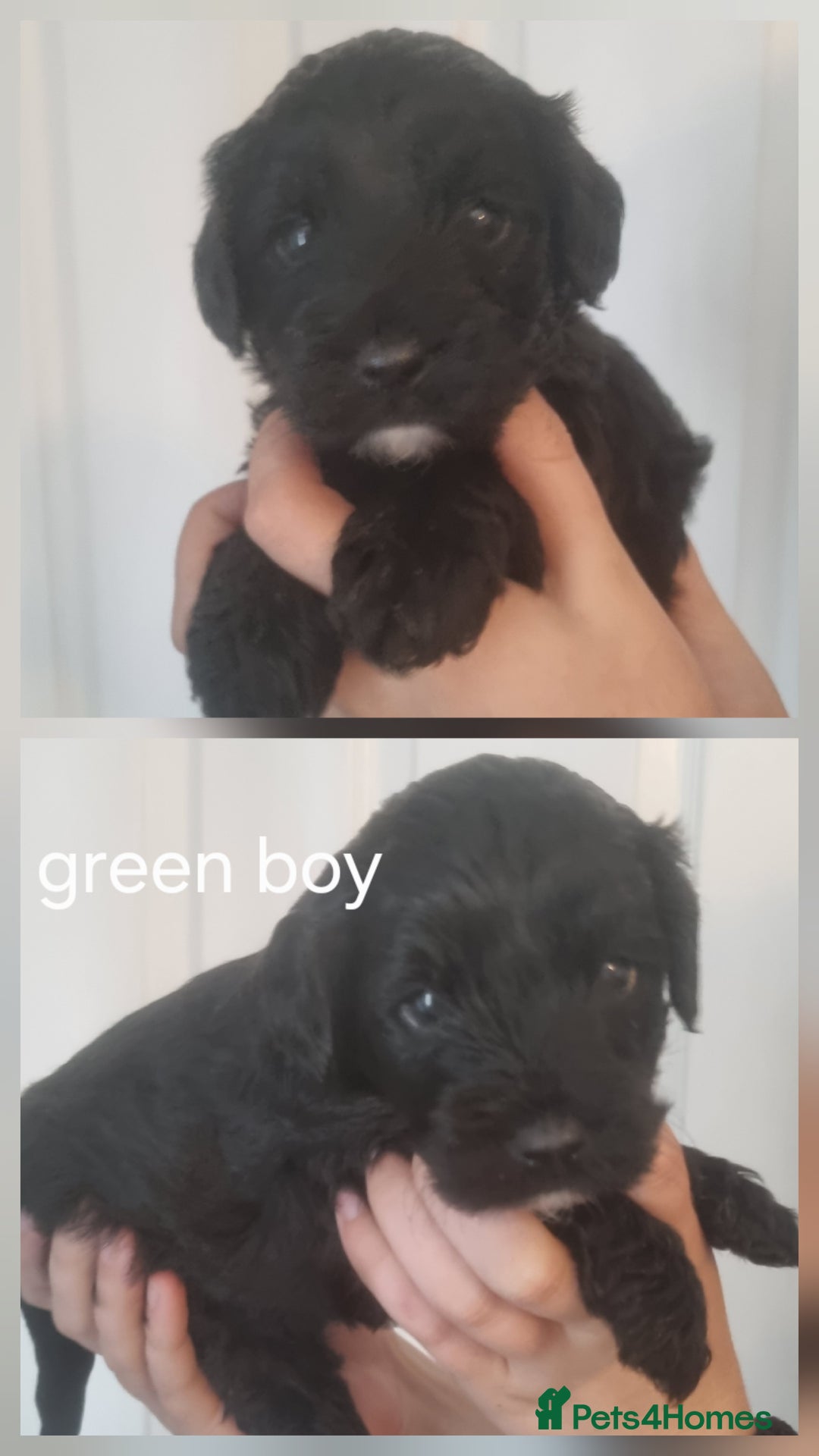 Cockapoo dogs for sale: READY NOWToy f1b cockapoo  - Image 4