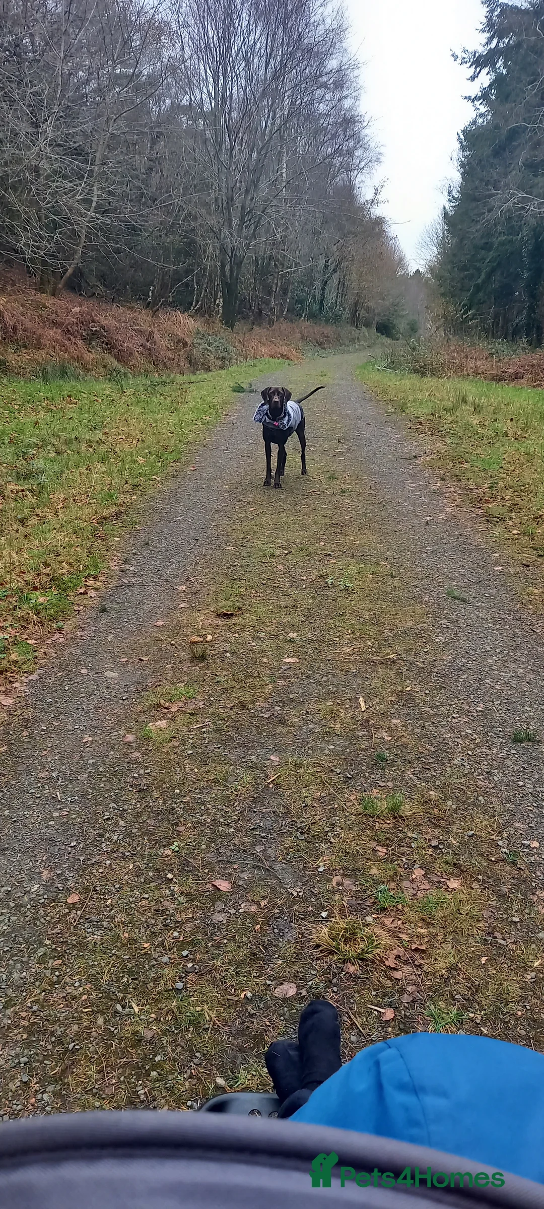 Mixed Breed dogs for sale: Our beautiful dog - Advert 11