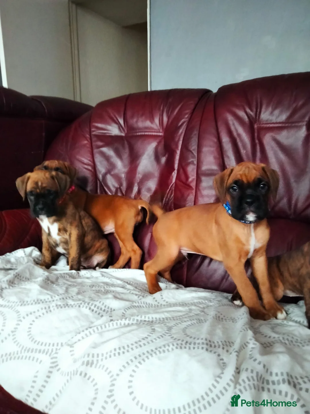 Boxer dogs for sale: Gorgeous Boxer Puppies Available... - Advert 5