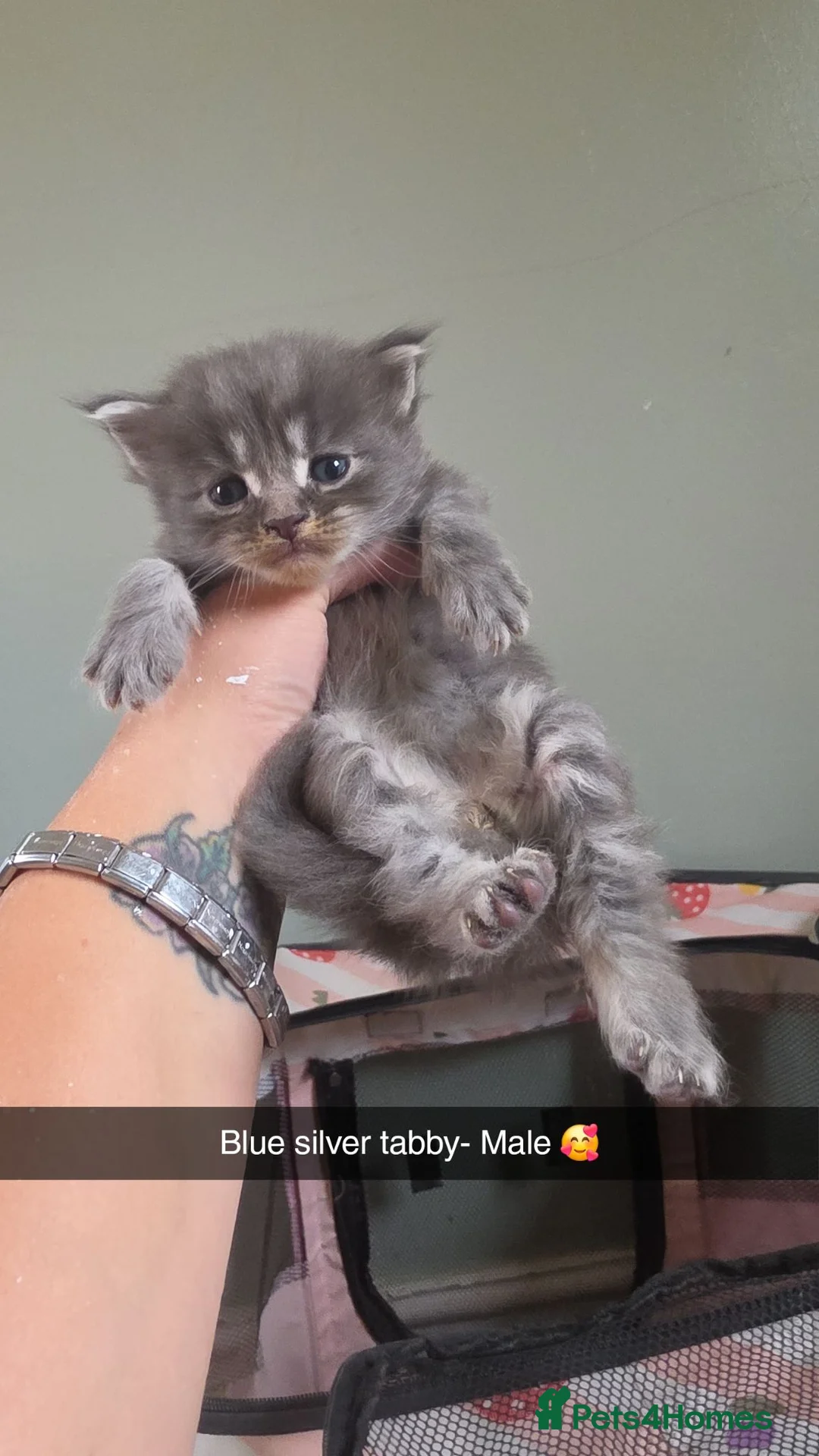 Maine Coon cats for sale: Beautiful mainecoon kittens 😸  - Advert 2