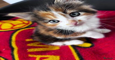 Mixed Breed cats - Advert 6