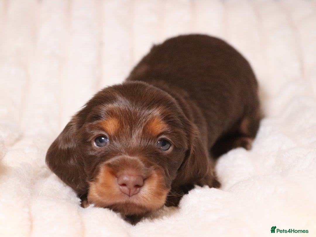 Miniature Dachshund dogs for sale: Exceptional miniature longhaired dachshunds  - Advert 17