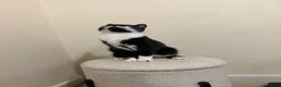 Oriental cats for sale: Tuxedu Kitten about 10 months old - Advert 4