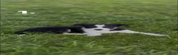 Border Collie dogs for sale: Border Collie puppies for sale in Oswestry - Advert 2