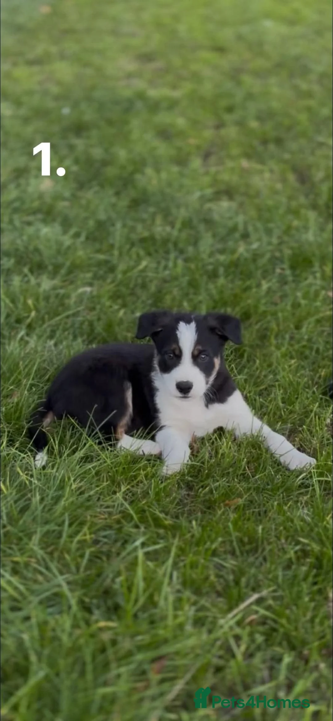 Border Collie dogs for sale: Border Collie puppies for sale in Oswestry - Advert 2