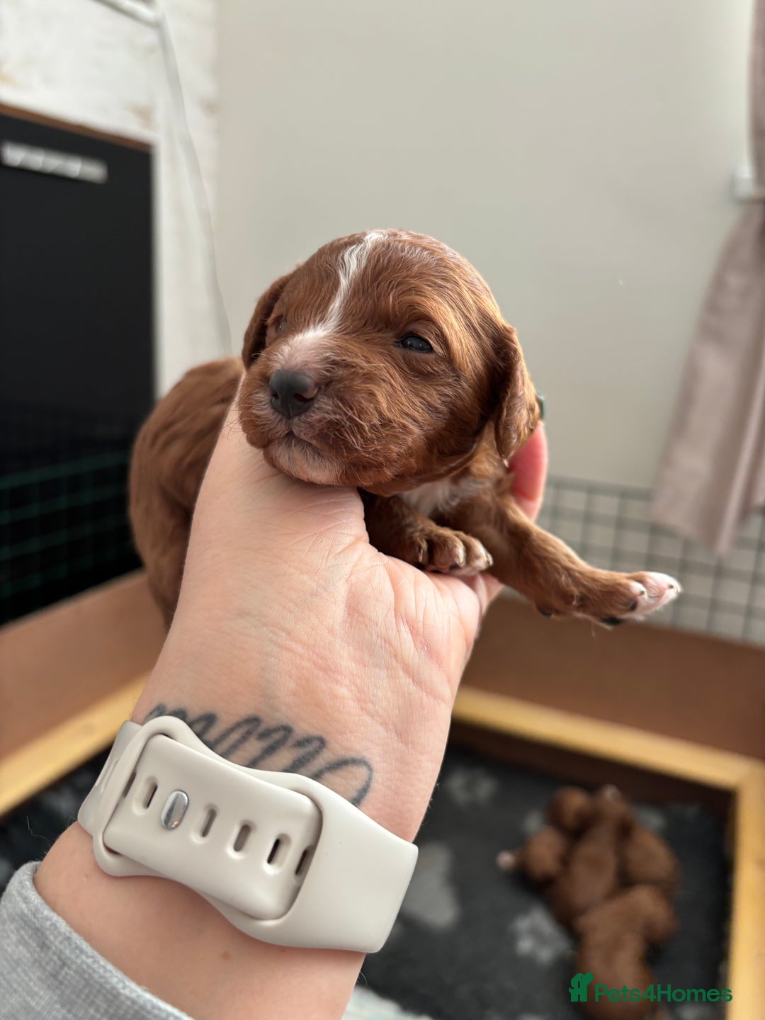 Cavapoo dogs for sale: Cavapoo F1B LAST GIRL AVAILABLE ♥️ - Advert 16