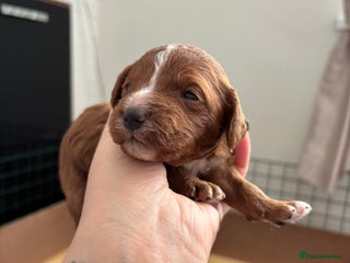 Cavapoo dogs Cavapoo F1B - Advert 1