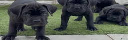Cane Corso dogs for sale: 🐾 1 BOY LEFT CANE CORSO PUPPIES🐾 - Advert 17
