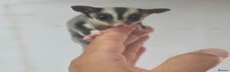 Sugar Glider rodents for sale: Baby Joey Sugar Gliders - Advert 4
