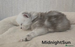 Maine Coon cats for sale: Maine Coon Kittens Black Shaded European Lines - Image 16