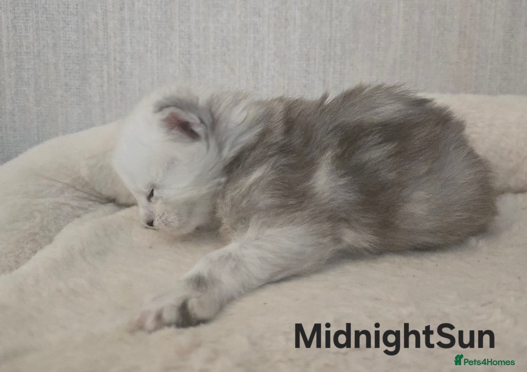Maine Coon cats for sale: Maine Coon Kittens Black Shaded European Lines - Image 16