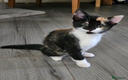 Mixed Breed cats for sale: 2 kittens left  - Image 5