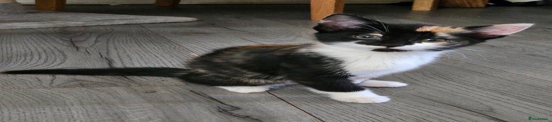 Mixed Breed Kitten 2