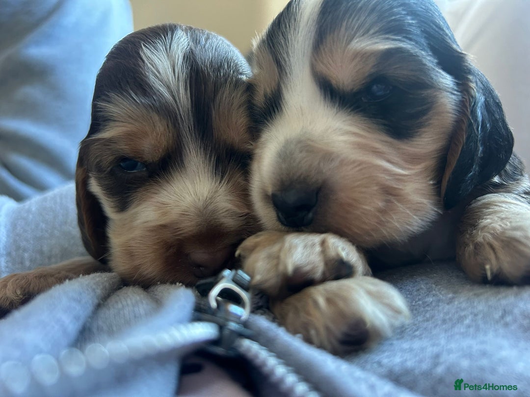 Cocker Spaniel dogs for sale: Quality kc show type cocker spaniels - Advert 12