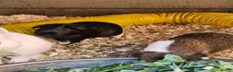 Guinea Pig rodents for sale: 5 male guinea pigs  - Advert 4