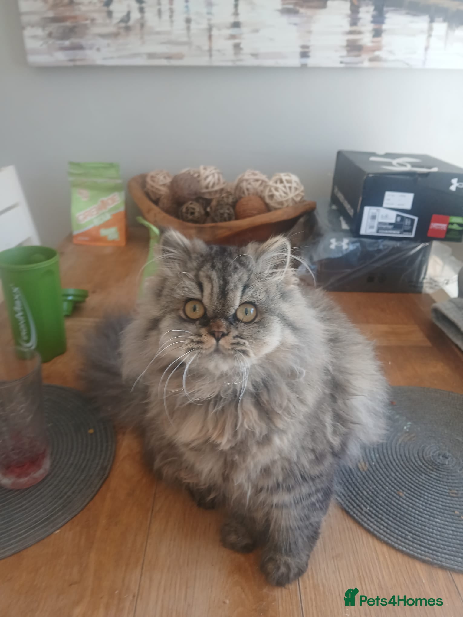 Persian cats 7 month old Persian Kitten - Advert 1