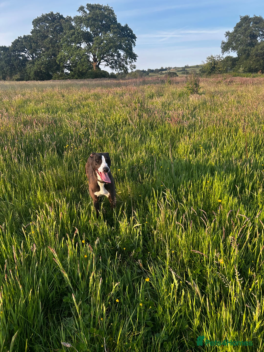 Lurcher dogs for sale: Bitch Lurcher pup  - Image 2